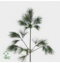 ΠΕΥΚΟ- ΠΡΑΣΙΝΑΔΑ PINUS STROBUS BOS